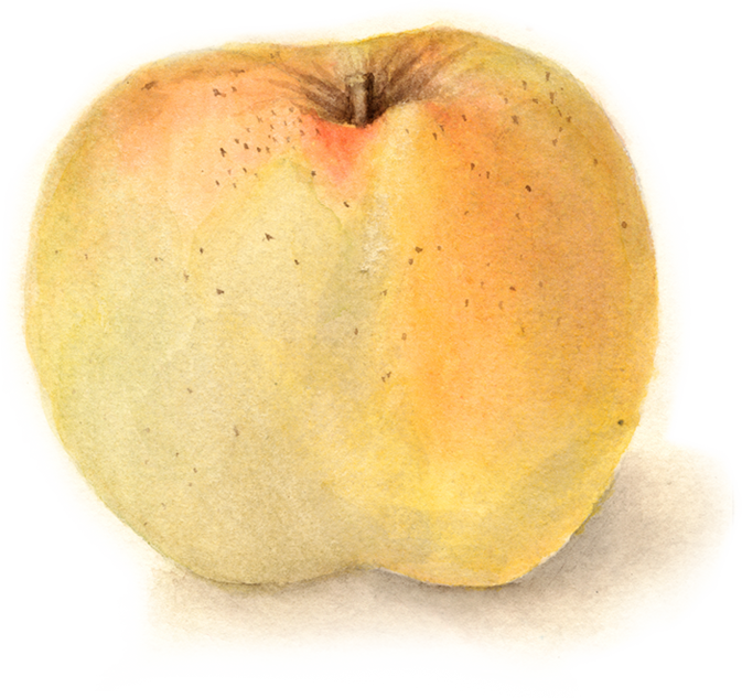 Varieties Apple Wedge Packers & Cider