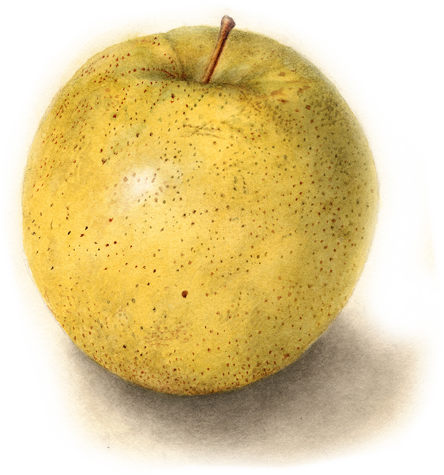 Apple Wedge Packers & Cider Hendersonville, NC