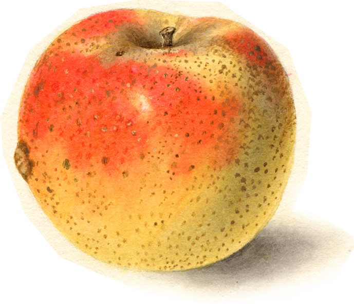 Apple Wedge Packers & Cider Hendersonville, NC