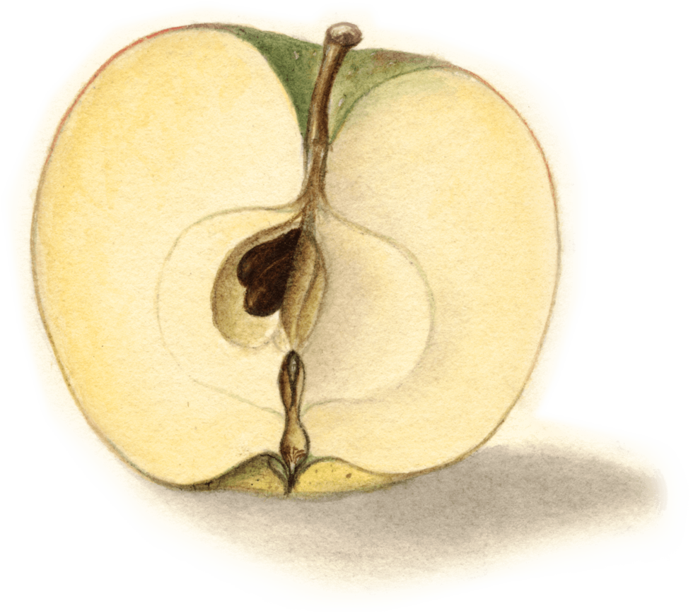 Our Farm Apple Wedge Packers & Cider